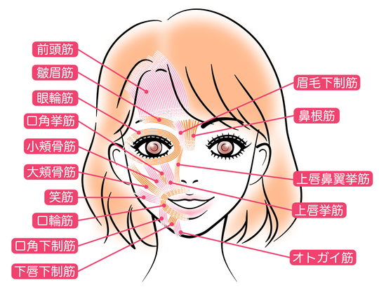 表情筋の種類と名称