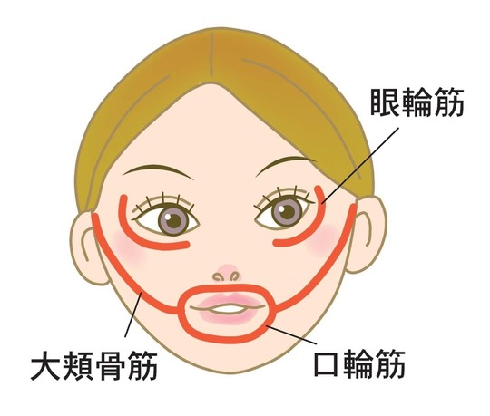 表情筋（眼輪筋・大頬骨筋・口輪筋）